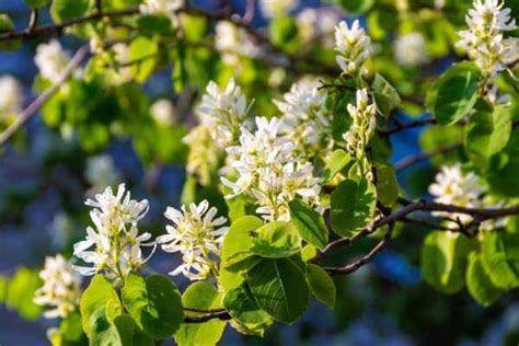 Your Foolproof Guide to Growing Delicious Serviceberries