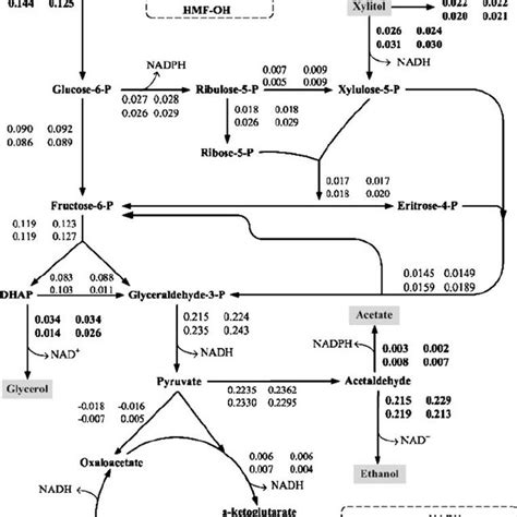 Flux Distribution During Anaerobic Growth Of S Cerevisiae Strains Adh