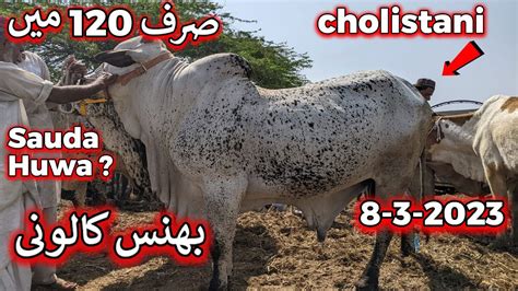 Bhains Colony Cow Mandi Update 8 March 2023 Cattle Colony Cow