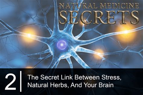 Natural Medicine Secrets Bonus Episode Is Stress Damaging Your Brain