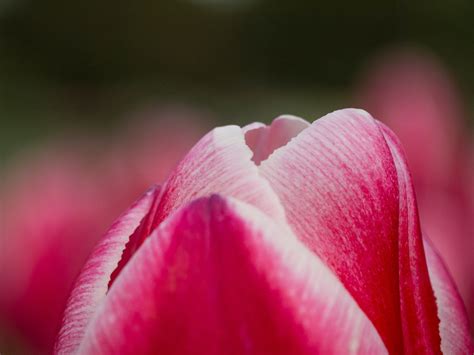 Free Images Blossom Flower Petal Red Pink Flora Close Up Bud