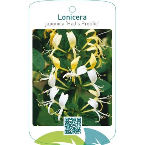 Etiquetas De Lonicera Japonica Halls Prolific