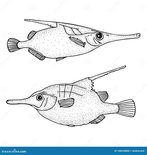 Two Snipefishes Black Hand Drawn Realistic Outline Vector Image