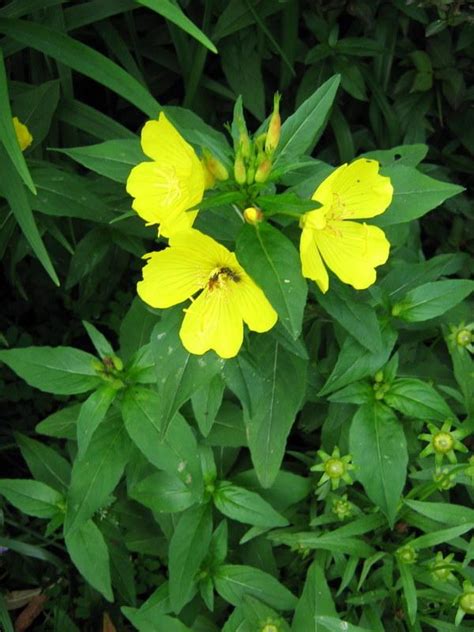 Photo Of The Entire Plant Of Sundrops Oenothera Tetragona Posted By