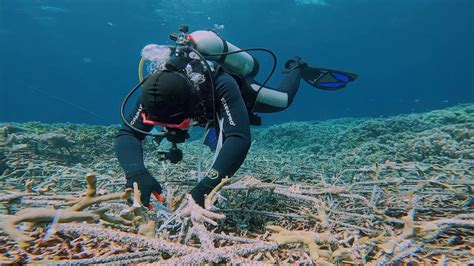 Rehabilitasi Terumbu Karang Di Kawasan Konservasi Laut Banda Youtube