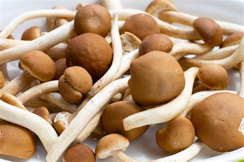 Premium Photo Yanagi Matsutake Mushroom On White Background