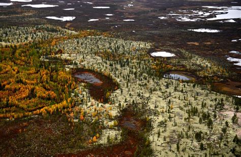 What’s the difference between TUNDRA and TAIGA? - Russia Beyond