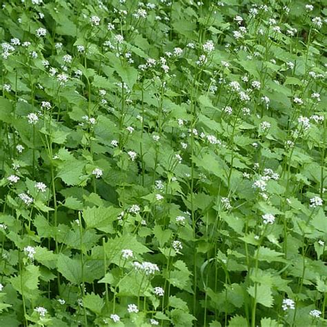 Most Invasive Plants In Michigan With Pictures Pond Informer