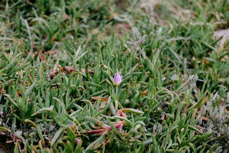 succulents how to grow 6