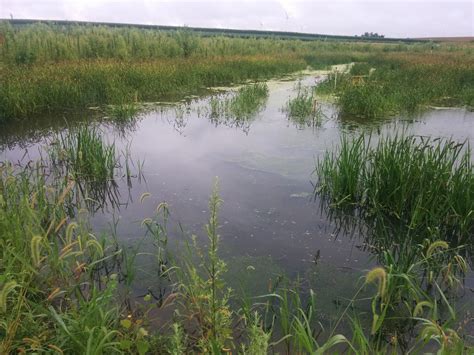 How Our Wetlands Work — Smart Wetlands