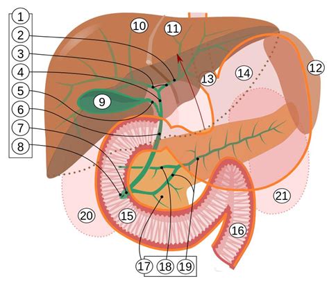 Common hepatic duct