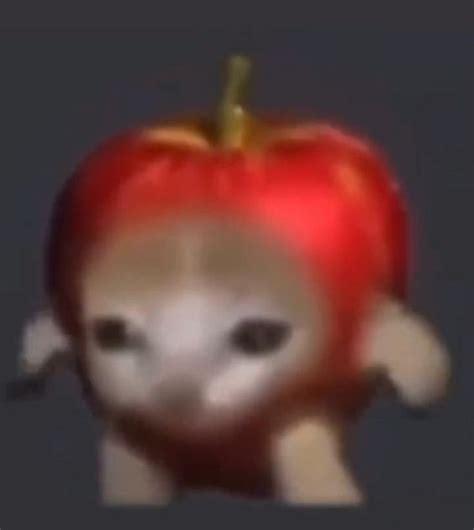 hilarious cat memes  feline fanatics