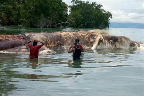 Mystery Sea Monster That Washed Up On Indonesian Beach Identified By