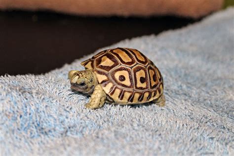 Leopard Tortoise Hatches At Maritime Aquarium Norwalk Ct Patch