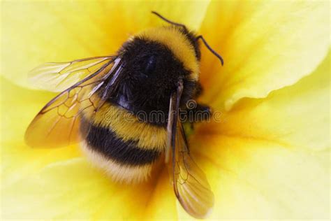 Bumble bee on yellow stock photo. Image of bumble, detail - 2801380