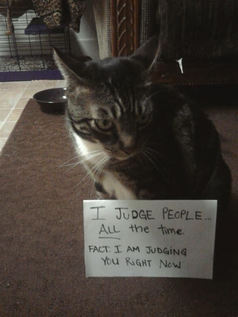 cat shaming Mr.Kix | Kitteh! | Pinterest | Cat shaming, Animal shaming ...