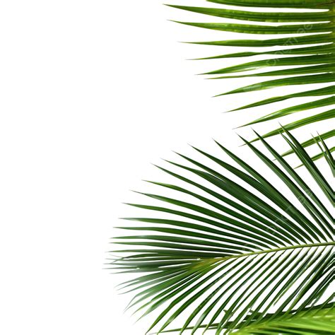 Summer Coconut Palm Tree Leaf Corner Decoration Palm Leaf Branch PNG