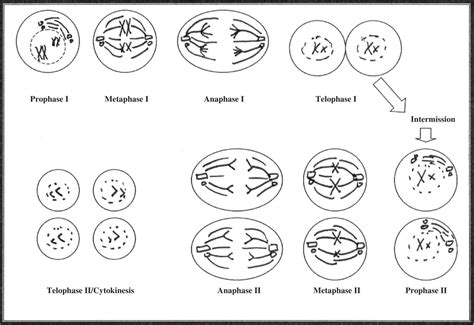 Stages Of Meiosis Worksheet