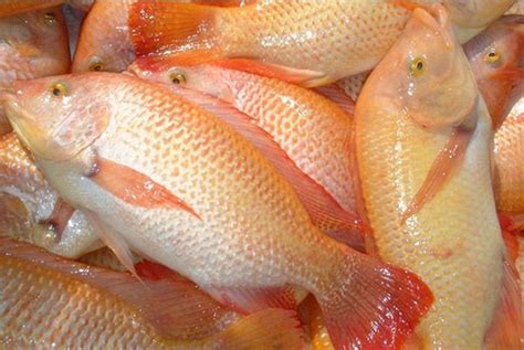 Inilah Jenis Jenis Ikan Nila Merah Beserta Cara Budidayanya