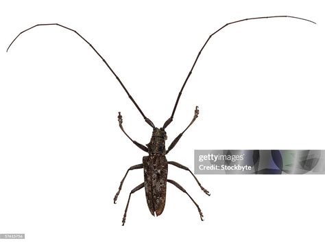closeup   beetle  long antennae high res stock photo getty images