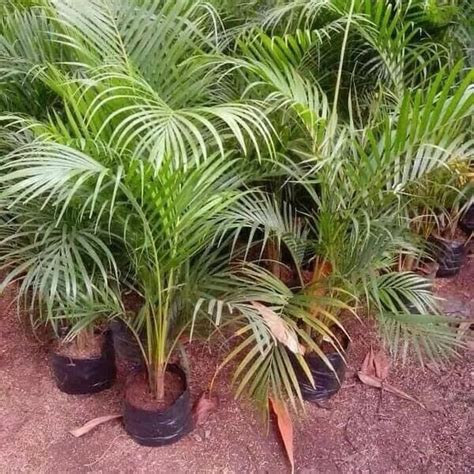 Jual tanaman hias indoor - pohon palem kuning - palm kuning | Shopee ...