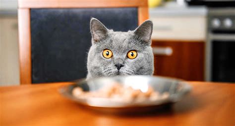 Best High Calorie Cat Food To Keep Your Pet Happy And Healthy