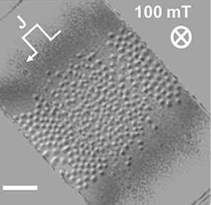 Operando Control Of Skyrmion Density In A Lorentz Transmission Electron