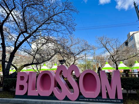 Cherry Blossom Festival in Busan, Korea - Maximizing Luxury Travel