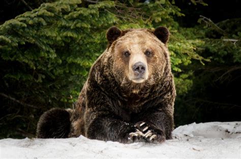 Fascinating: 3 Grizzly Bear Groups Align With 3 Indigenous Language ...