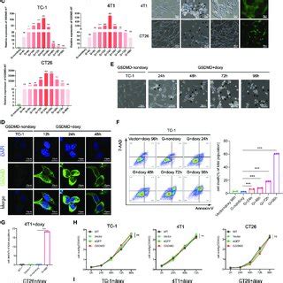 inducible expression  genetically modified gsdmd nt  pyroptosis