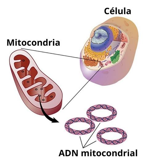 Adn Mitocondrial Caracter Sticas Funciones Herencia