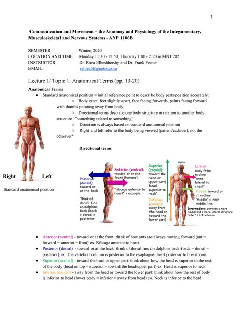 Anp1106 Notes 1 Communication And Movement The Anatomy And