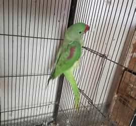 Raw Parrot Price Latest Sale Guide Parrots For Sale