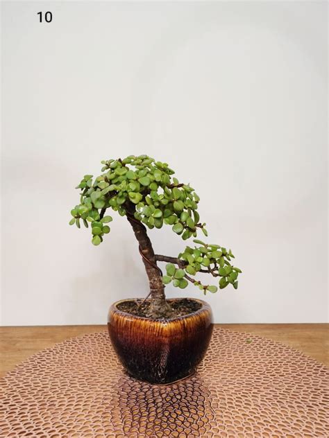 Jade Bonsai Plant Informal Upright Bonsai Style