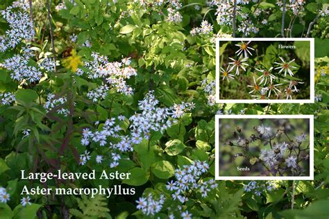 Large-leaved Aster