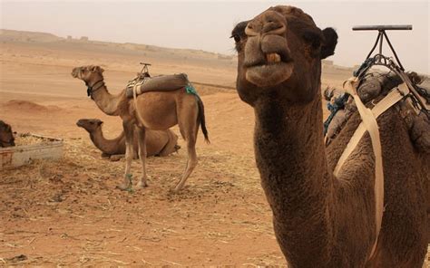 Using Camel Routes In Java Ee Components Dzone