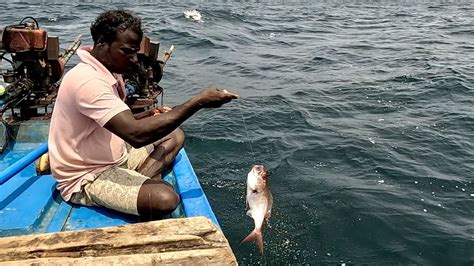 Catching Plenty Of Rosy Snapper Fish In The Deep Sea YouTube