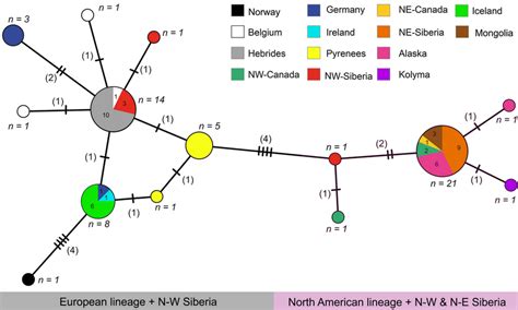 Haplotype Network Analysis Median Joining Networks Based On A Fragment