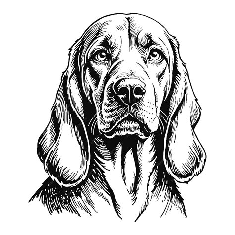 Premium Vector Bloodhound Dog Hand Drawn Engraved Ink Line Art Sketch