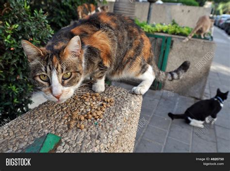 Feeding Stray Cats Image & Photo (Free Trial) | Bigstock