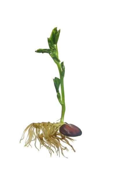 Horse Bean plant growing from a seed to a seedling — Stock Photo ...