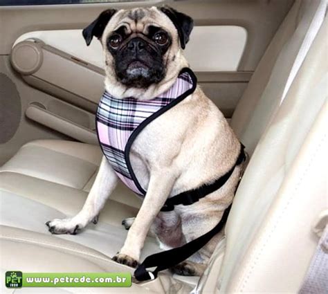 Cachorro Pug Carro Automovel Cinto Seguranca Passeio Transporte Coleira