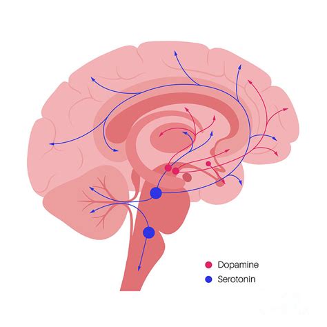 Serotonin And Dopamine Pathway Photograph By Pikovit Science Photo Library Fine Art America