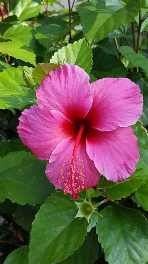 Beautiful Hibiscus Hibiskus Beautiful Hibiscus Hibiskus