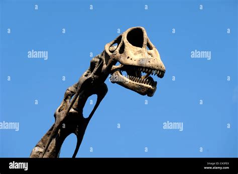 Brachiosaurus Skeleton