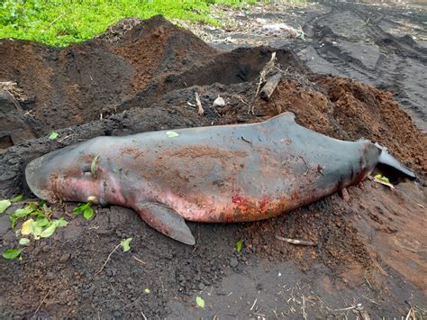 Sightings And Strandings Marine Mammal