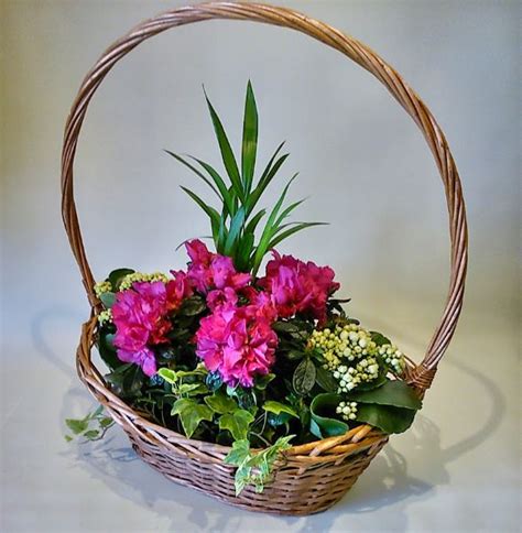 Cesta Con Plantas Para Regalar