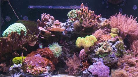 7 Months Of Coral Growth In 30 Seconds Youtube