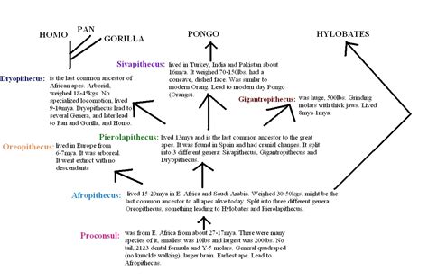 The Evolution of Primates - Primates Fan Art (1240335) - Fanpop
