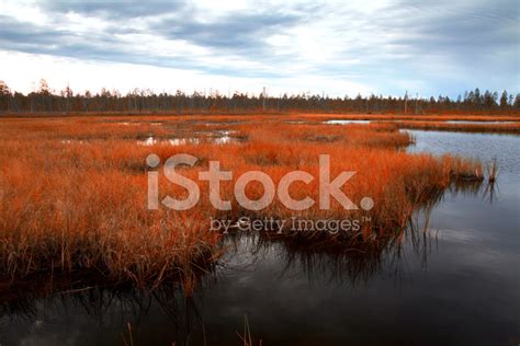 Siberia Forest Stock Photo | Royalty-Free | FreeImages